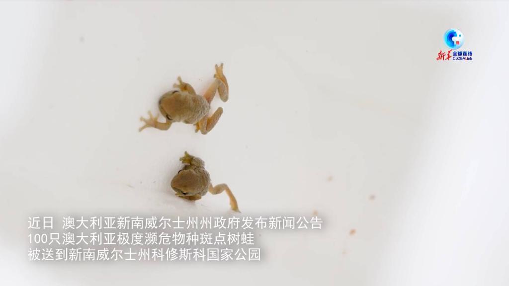 全球连线｜澳大利亚放归100只极度濒危斑点树蛙