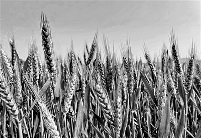 小麦抽穗——抓住拔节期努力生长