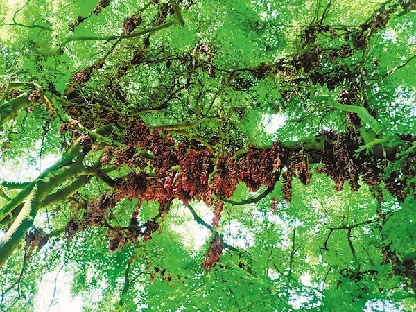 竹山发现巨型树藤