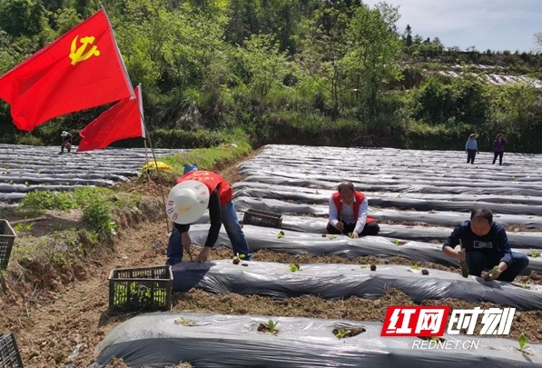 永顺县总工会帮助村民抢抓季节发展农业生产