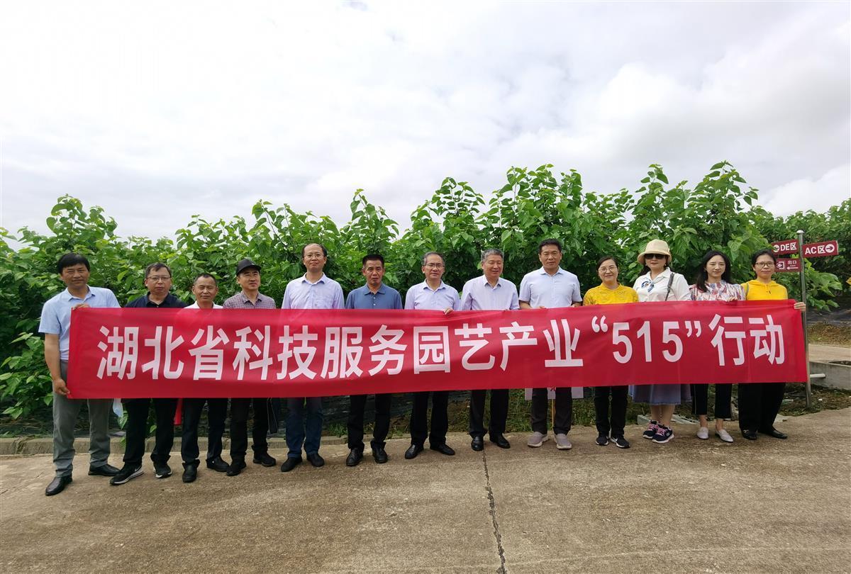 省“515”科技服务园艺行动团队走进团风 指导果桑轻简栽培