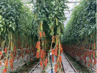 “冻”真格冷空气来袭，高效设施番茄生产要注意！