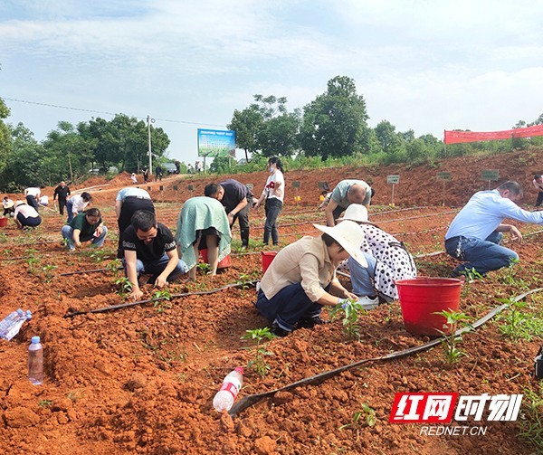 创建“清廉机关” 衡南县农业农村局主题党日活动开在“幸福菜园”