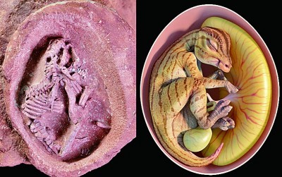 迄今最完整鸭嘴龙胚胎被发现
