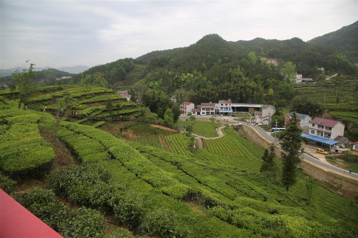 “家门口”检测 茶企不再跑远路 湖北首个生态茶产品质检中心落户英山