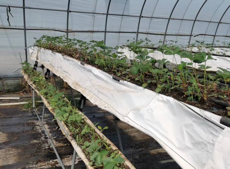 ​近期，草莓避雨基质育苗技术分享给您！