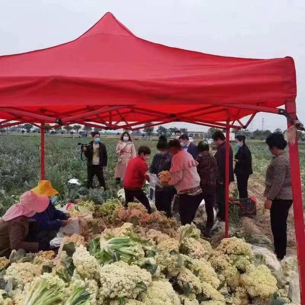 叶县妇联助力销售滞销花菜5万余斤