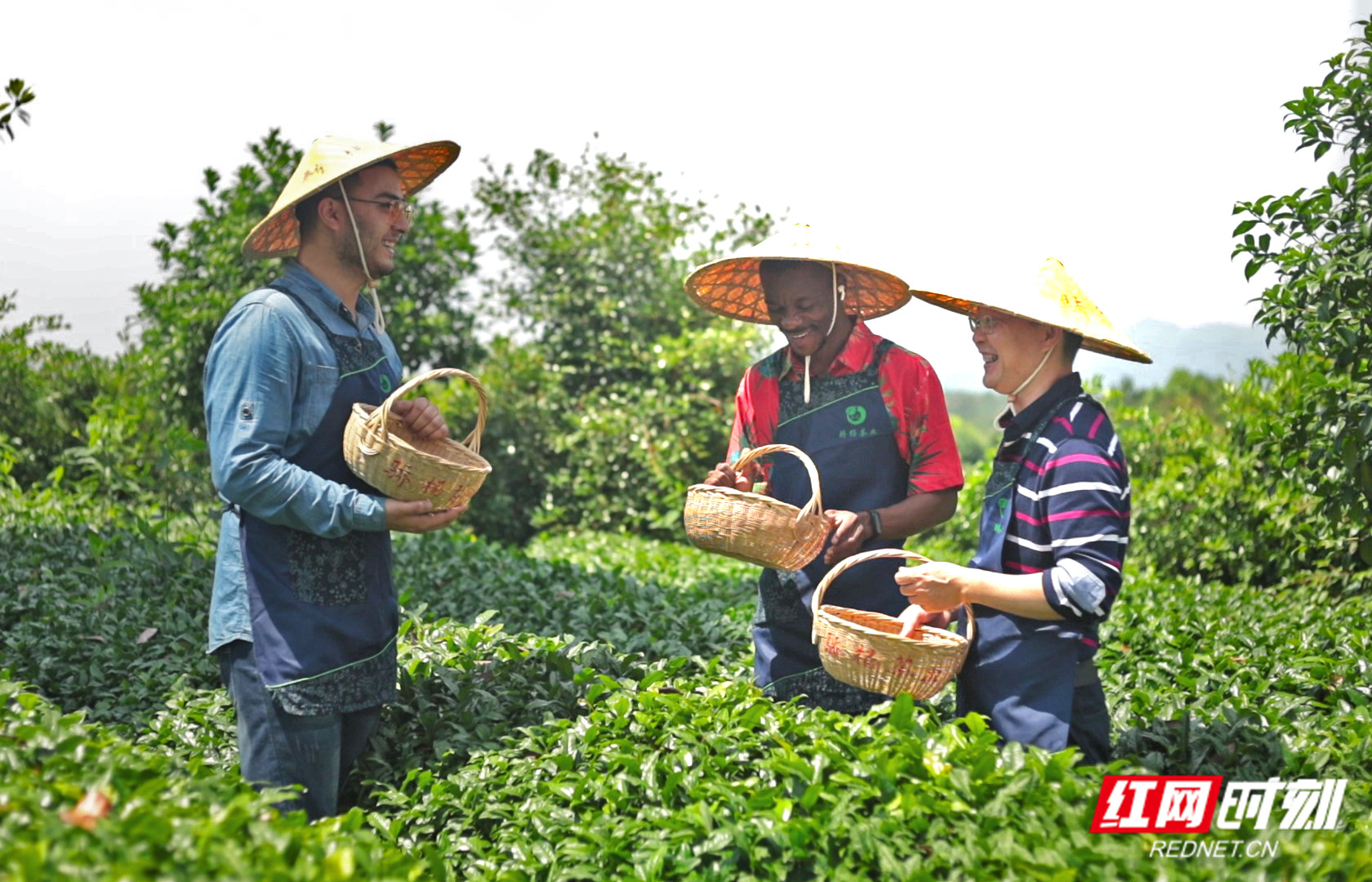 组图丨第三个“国际茶日”：春天里的“湖南茶”与在湖南的“远来客”