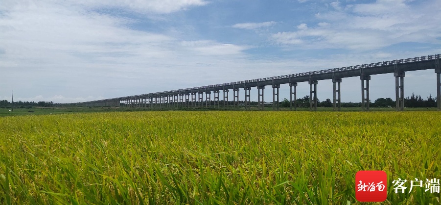 文昌13.8万亩早造水稻迎来丰收季