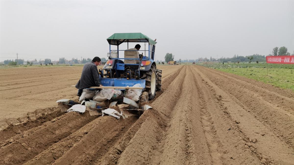 每亩综合增效千元 马铃薯全程机械化栽培技术省力又增产