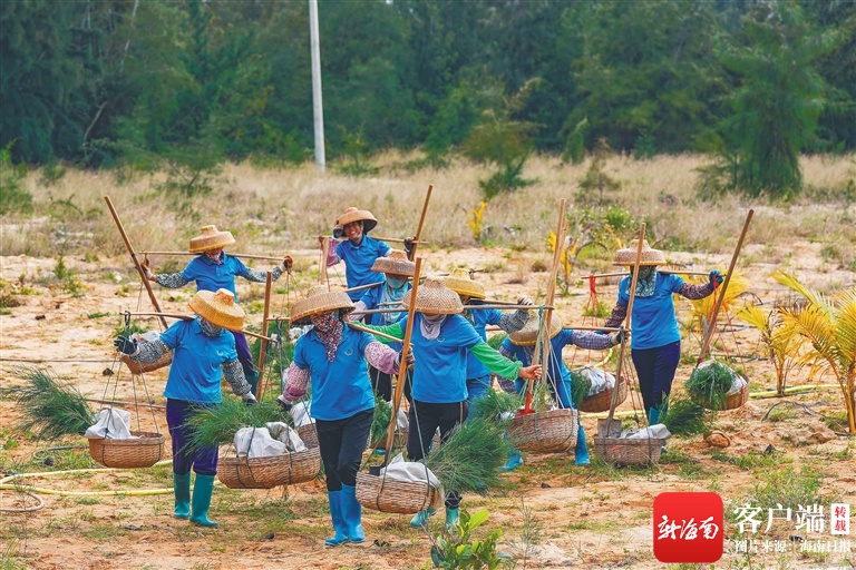 棋子湾畔坚持种树二十多年 昌江陶凤交入选全国“最美志愿者”