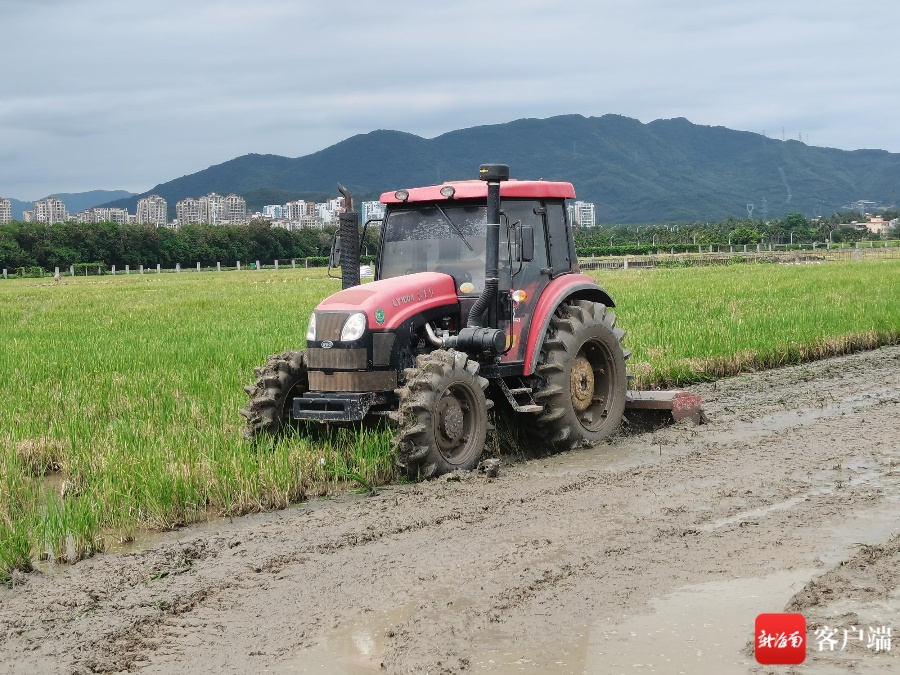 三亚对水稻秸秆机械化还田农户进行补助 最高每亩补助80元
