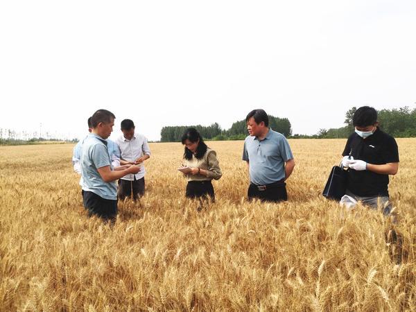 罗山县：三级专家联合测产 弱筋小麦喜迎丰收