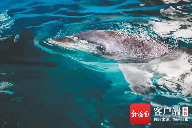 昌江棋子湾受伤搁浅海豚的“独白”