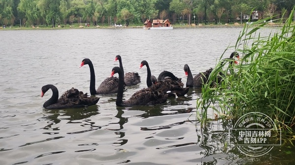 长春市南湖公园来了一群黑天鹅！速来打卡！