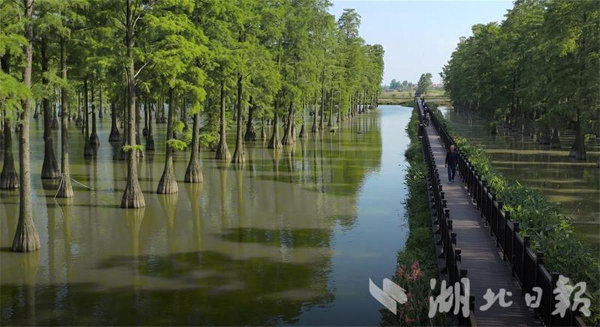 【江城湿地环游记】“生物基因库”涨渡湖湿地：水上森林宛如“绿野仙踪”