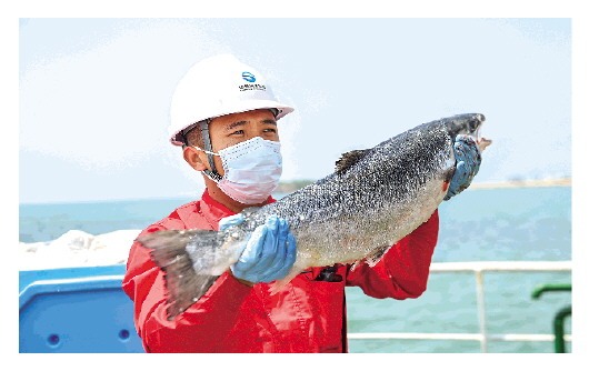 首批深远海养殖大西洋鲑喜获丰收
