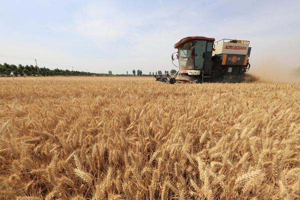 637.2公斤！河南温县小麦平均亩产再创历史新高