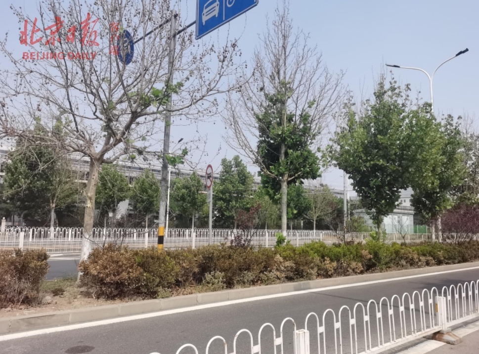 115棵84棵掉叶干枯！北京路边梧桐今年为何频现枯死？