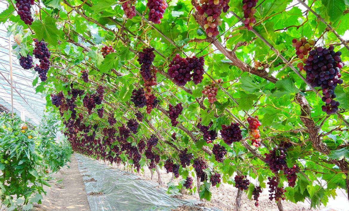 平谷马坊“网红葡萄”甜蜜上市