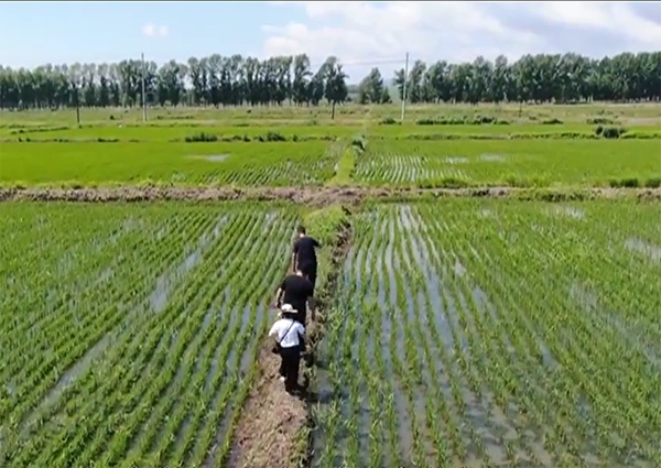 【大国粮仓】龙江水稻进入生长“黄金期” 农技专家来地头“撑腰”