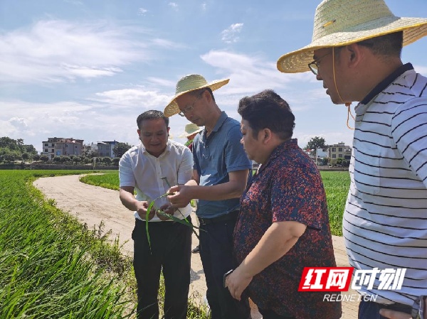 省农业农村厅到永州调研指导洪涝灾后农业生产恢复工作