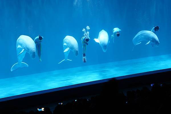 世界首创“四鲸秀”在哈尔滨极地公园上演