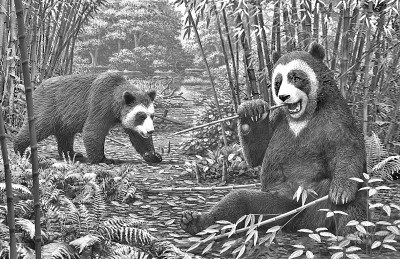 研究显示600万年前大熊猫就开始吃竹子了