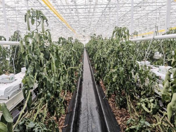 智能温室番茄生产后，如何进行温室清理及消毒