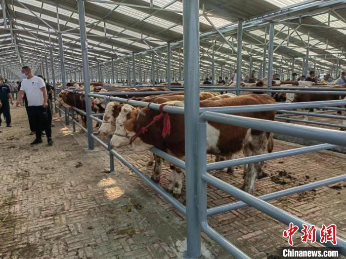 【大国粮仓】牛产业越做越大！吉林桦甸成全国最大肉牛交易市场