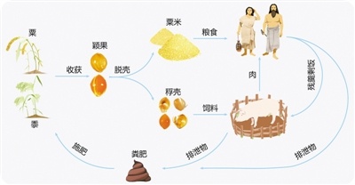 【甘快看】将粟黍种植与家猪饲养结合以提高粮食产量 5500多年前中国就有“生态循环农业”