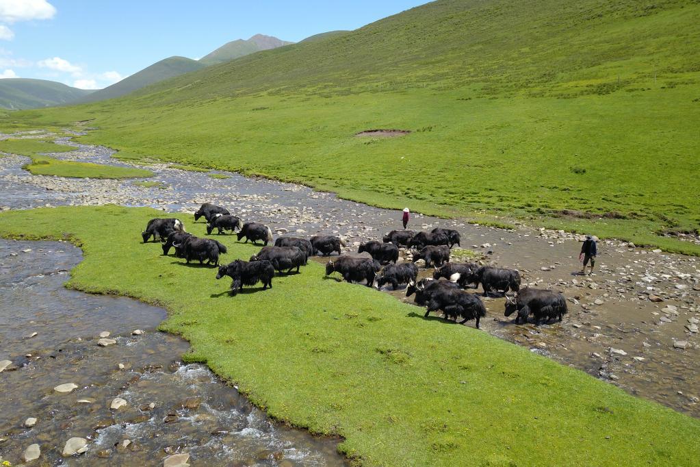 全球连线｜北京援青团队通过高原牦牛产业帮助牧民增收