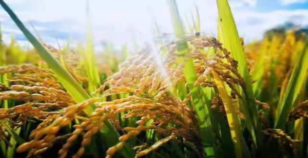 【大国粮仓】创历史新高！吉林松原2021年粮食产量达150余亿斤