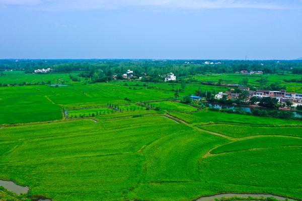 每日豫景丨光山：丰收的稻田景色