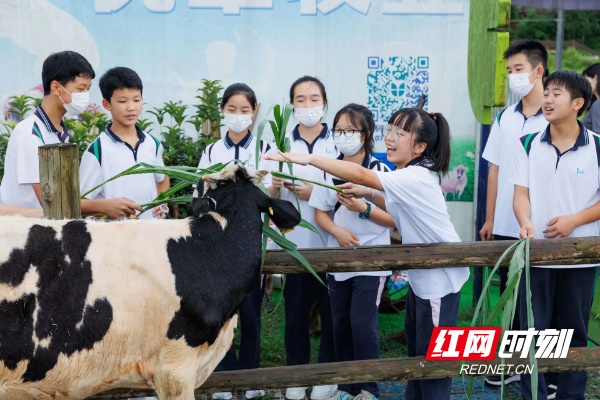 青竹湖湘一外国语学校学子花海牧场开展暑期实践活动
