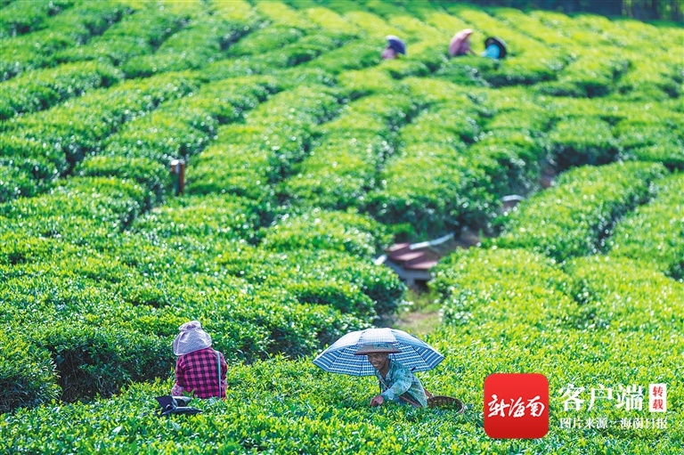 小茶区如何做出大文章？海南茶产业寻求突围之策