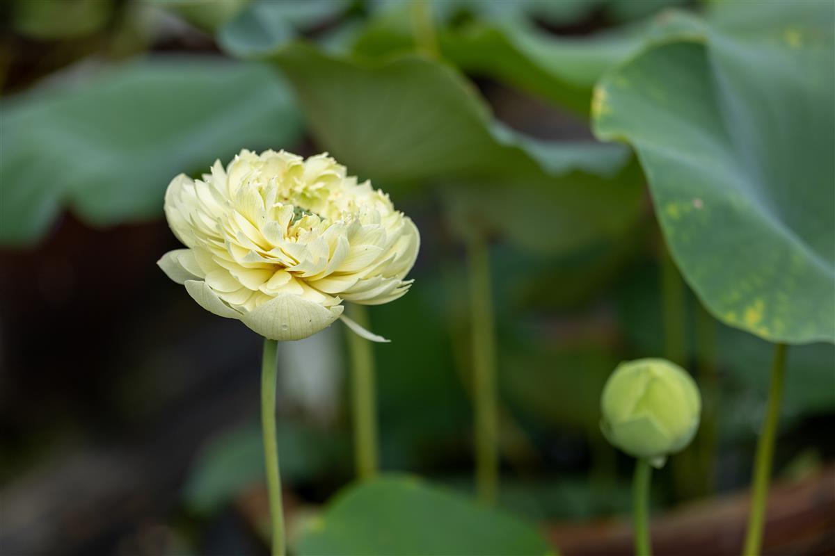 千年古莲展娇颜——武汉植物园首次开放荷花种质资源圃
