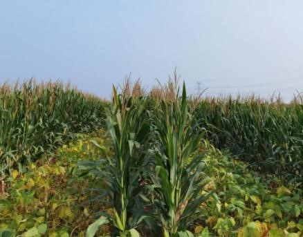 攻坚克难扩大大豆种植面积——北京市农业技术推广站示范大豆玉米带状复合种植