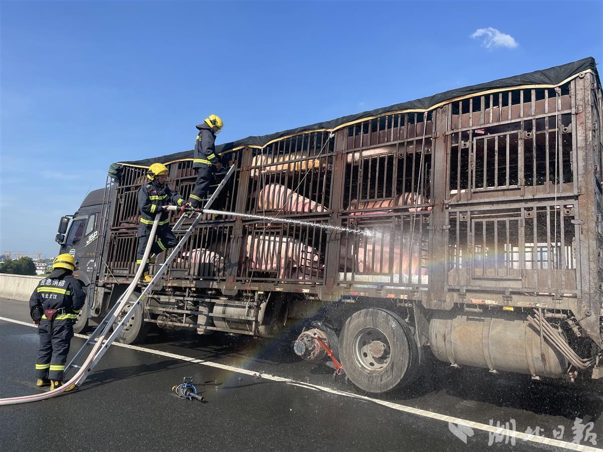 生猪运输货车高速公路爆胎，消防洒水为猪降温