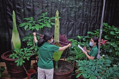国家植物园第二株巨魔芋开花：一生只开3-4次花