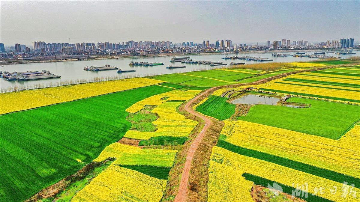 江陵有个以“长江”命名的村：乡村游带动农民增收逾百万元