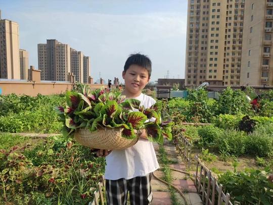 中牟县广惠街街道：“蔬菜总动员”云端菜园献爱心