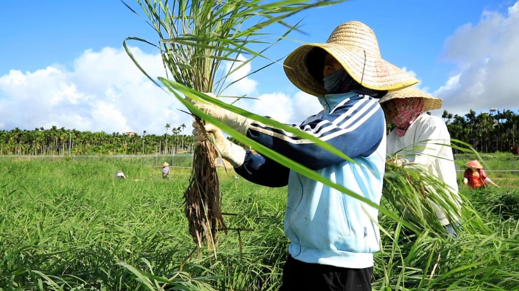 海南三亚正在建设国家野生稻种质资源圃