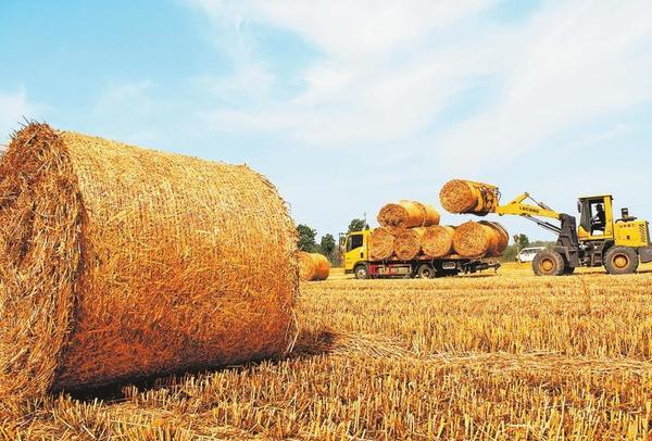 涨了！河南小麦量价双涨，亩均生产收益858.25元