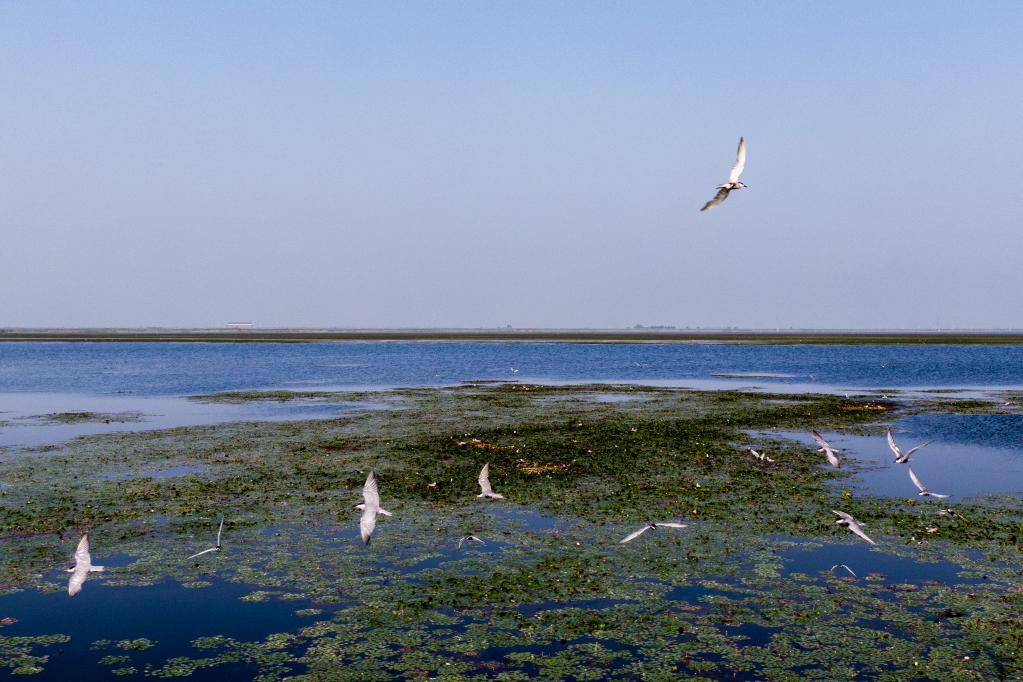 新华全媒+｜还湖于鸟之后 2万只夏候鸟在沉湖湿地筑巢