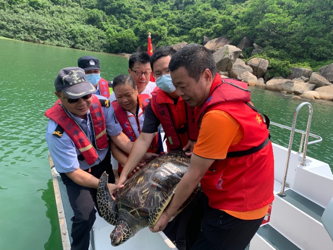 珠海万山海洋综合执法人员联合多方送康复海龟回归大海