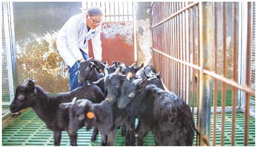 拯救大足黑山羊种群，一场持续20年的接力