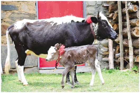 这两种西藏特有的黄牛“不能在我们手里没了”总数不足60头的阿沛甲咂牛与樟木牛抢救性保护正在展开