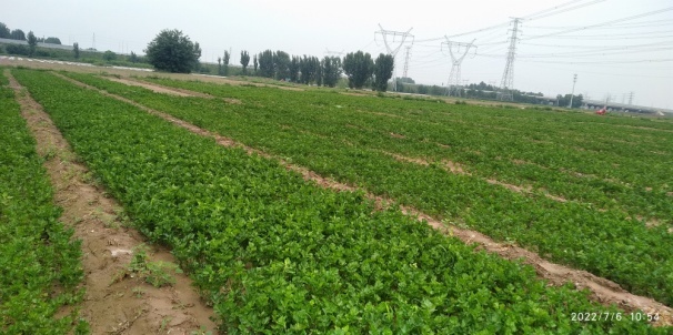 北京多措并举提高土地利用率 切实加强蔬菜生产