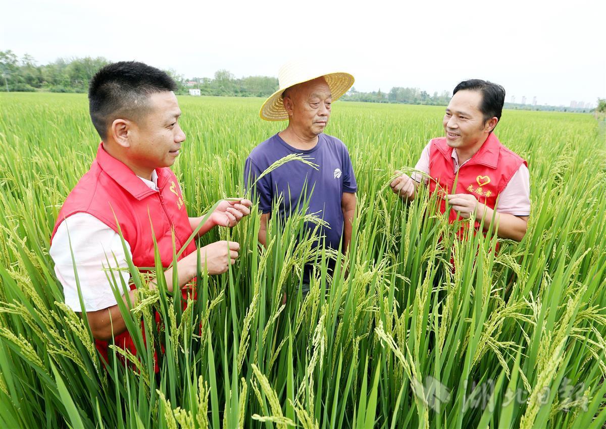 加强旱情后稻田农技管理